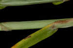 Bur-reed sedge